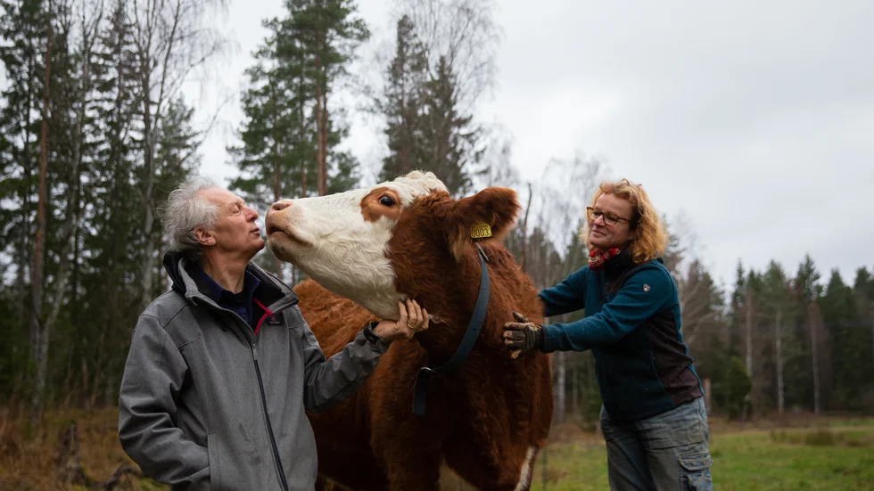 En puss till Villa! Gunnar Rundgren och Ann-Helen Meyer von Bremen bestämde sig för att de ville göra korna tamare än vad köttdjur normalt är. Det har inneburit mycket tid med korna.