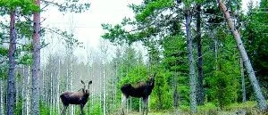 Varning för viltolyckor