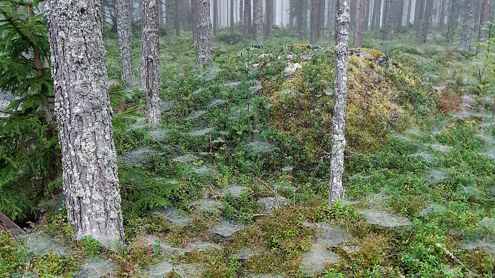 Skogen ska värnas, tycker skribenten.