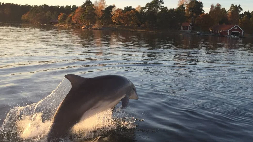 Linda Berggren har sett video på några av de delfiner som synts i Stockholms skärgård. Hon tycker att delfinerna såg välgödda ut och tror inte att de har haft svårt att hitta mat. 