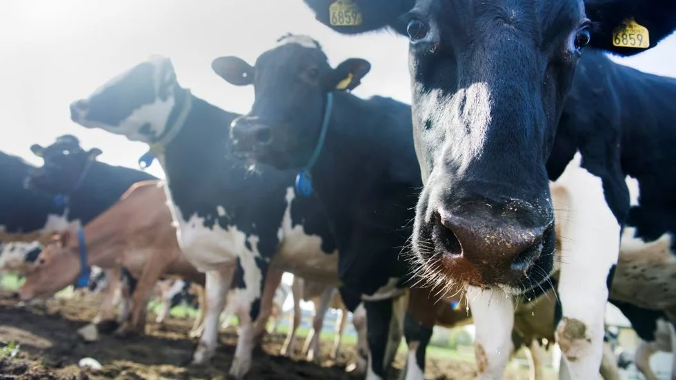 Kor kan energi i form av biogas, skriver Jan Fredriksson (C).