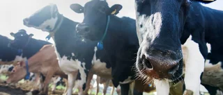 Ät närproducerat för miljö och klimat