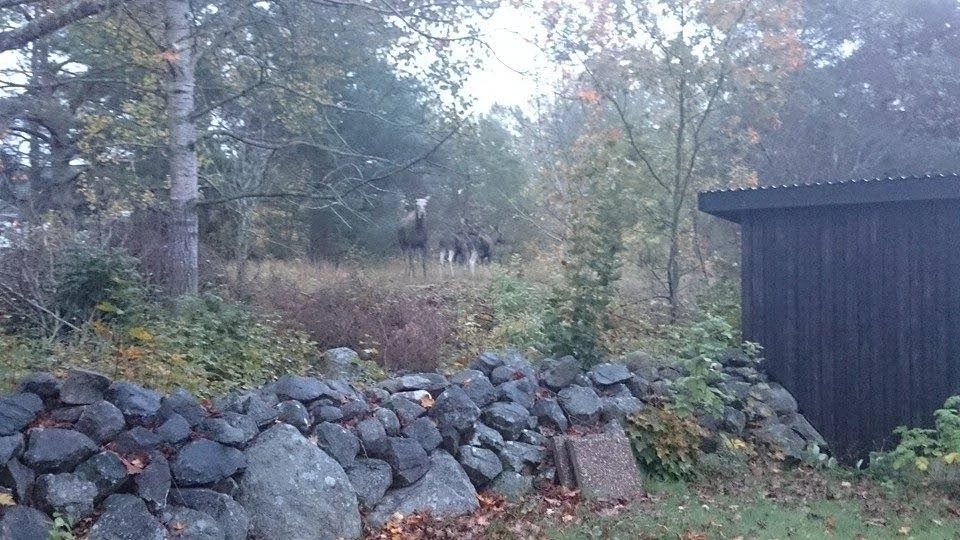 Vilar. En ko med två kalvar vilar vid Hanna Skoogs hus i Kvännaren.