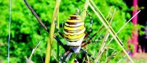Ovanligt insektsfynd i Äskestock