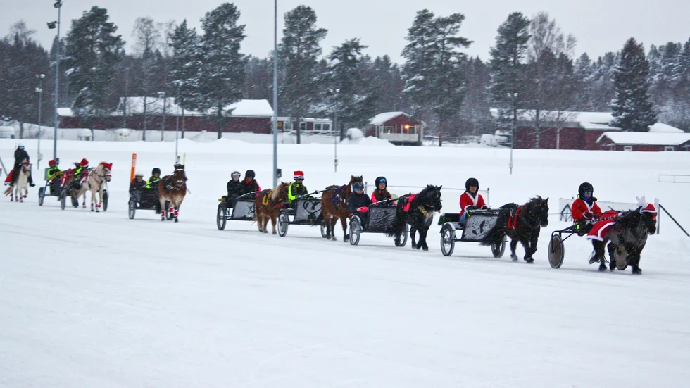 Travskolan och ponnytravklubben höll sin årliga julshow på Skellefteåtravet. Årets lucia blev Hilda Sundboms ponny Amilo.