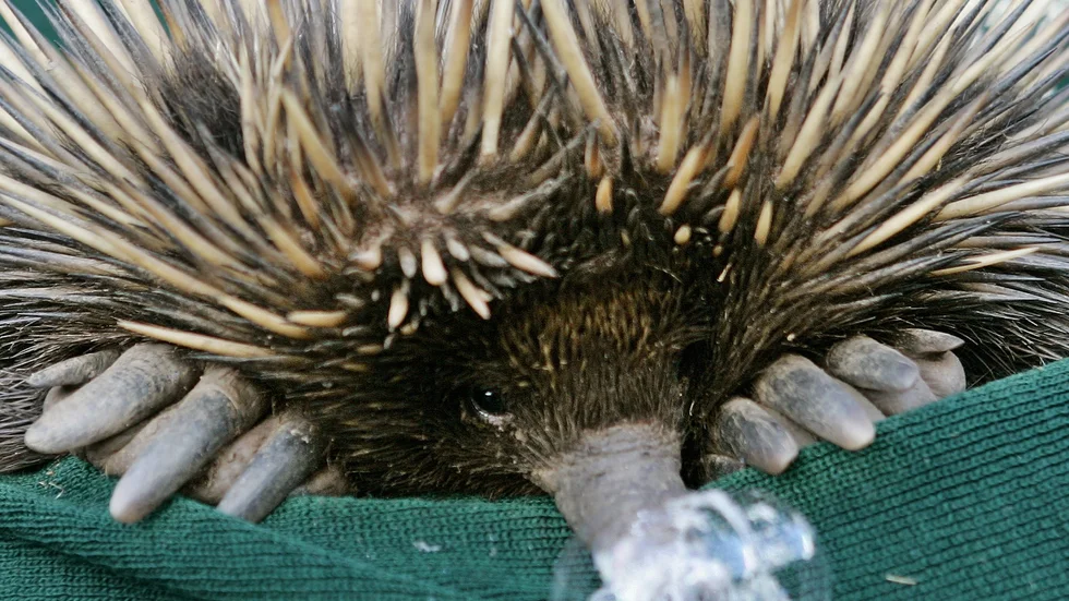 Det australiska myrpiggsvinet blåser snorbubblor för att hålla sig sval. Arkivbild.