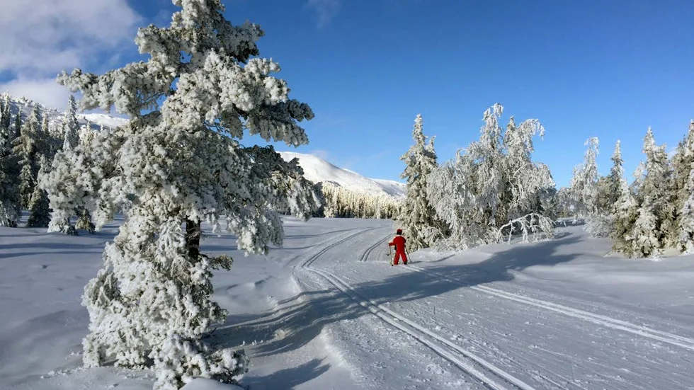 ÖVER FÖRVÄNTAN. ­Anmälningarna till Norden­skiöldsloppet 2017 har redan börjat strömma in – till arrangörernas stora förvåning.
?Foto: Tor Richardsen/arkiv