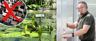 Hotet mot Botaniska trädgården – kan bli "homogen"