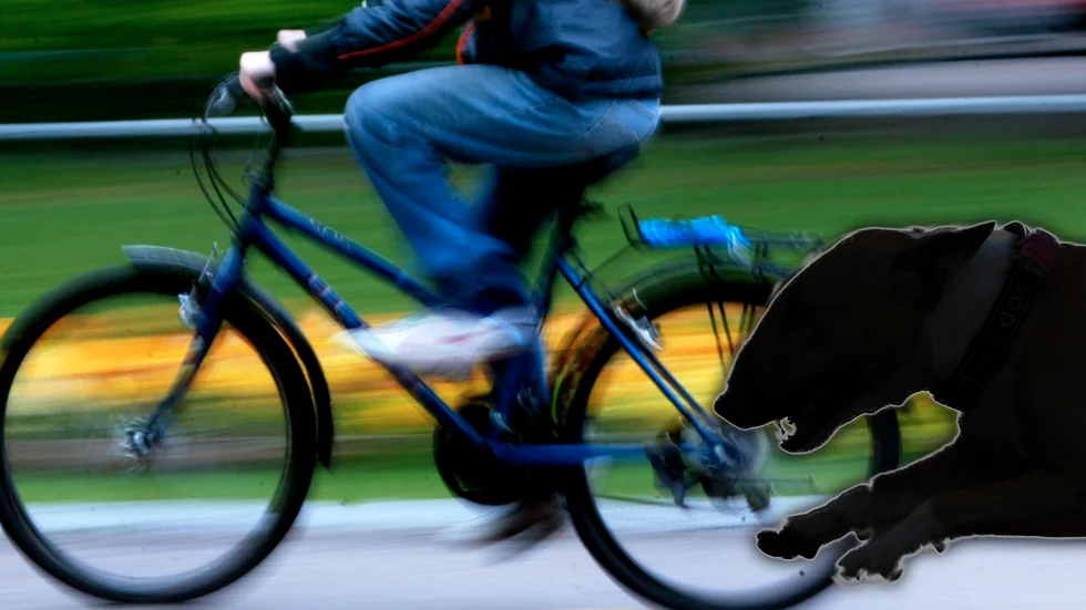 Kollagebild. När kvinnan skulle cykla in till byn attackerades hon av grannens hund som bet henne i låret. ”Jag bara skrek rätt ut”, säger kvinnan.