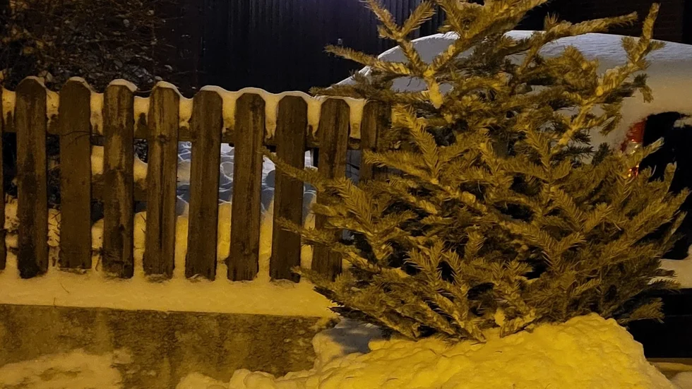 Min gran väntar på upphämtning – i 4 veckor. Först upprätt vid staketet, skriver en villaägare.