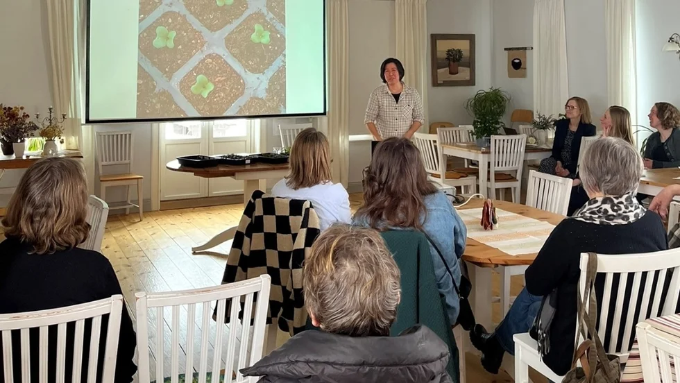 Hanh Huynh visar kål i miniformat, det ligger mycket arbete och tankekraft bakom varje odlad grönsak och blomma.