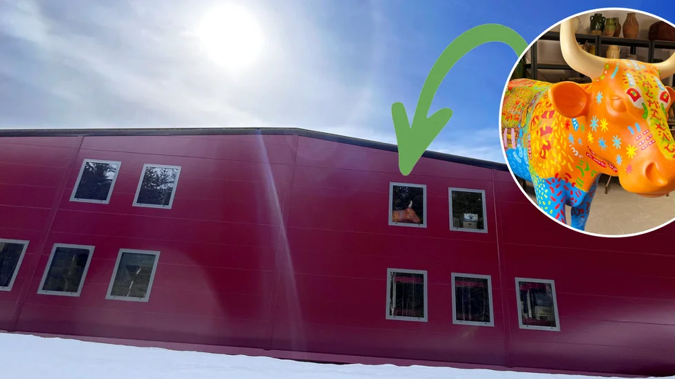 I ett garage på Dalbo finns skapelsen bakom namnet på ett av stans hetaste uteställen. Men framtiden för kossan är osäker.
