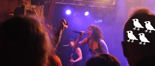 The Baboon Show visar att punk ska vara kul