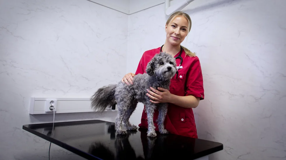 Piteåbon Isabelle Sundström började direkt efter gymnasiet att studera till veterinär vid Sveriges lantbruksuniversitet i Uppsala. Nu har hon flyttat hem och ska ta hand om Piteåbornas hundar och katter. "Det känns jättebra."