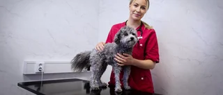 Nyexaminerade Isabelle flyttar hem till Piteå för veterinärjobb