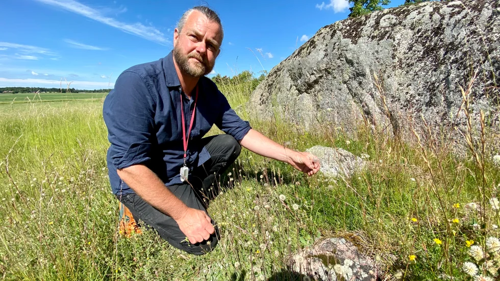 Emil V. Nilsson visar överblommade backsippor, en växt som ökar i antal på Rävbacken nu när förutsättningarna har förbättrats.