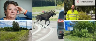 Viltstängsel dröjer i livsfarlig korsning