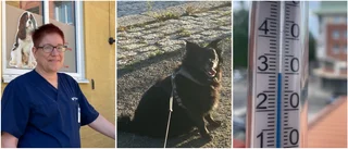 Skellefteå sizzles: Pets at risk as heatwave bakes the town