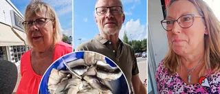 Äta eller ej – så tänker Luleåborna om rött ljus för surströmming