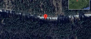 Stopp på väg 732 på grund av viltolycka med en personbil