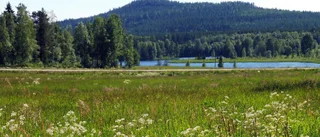 Läsarbild: Sommarvy från Orrbyn