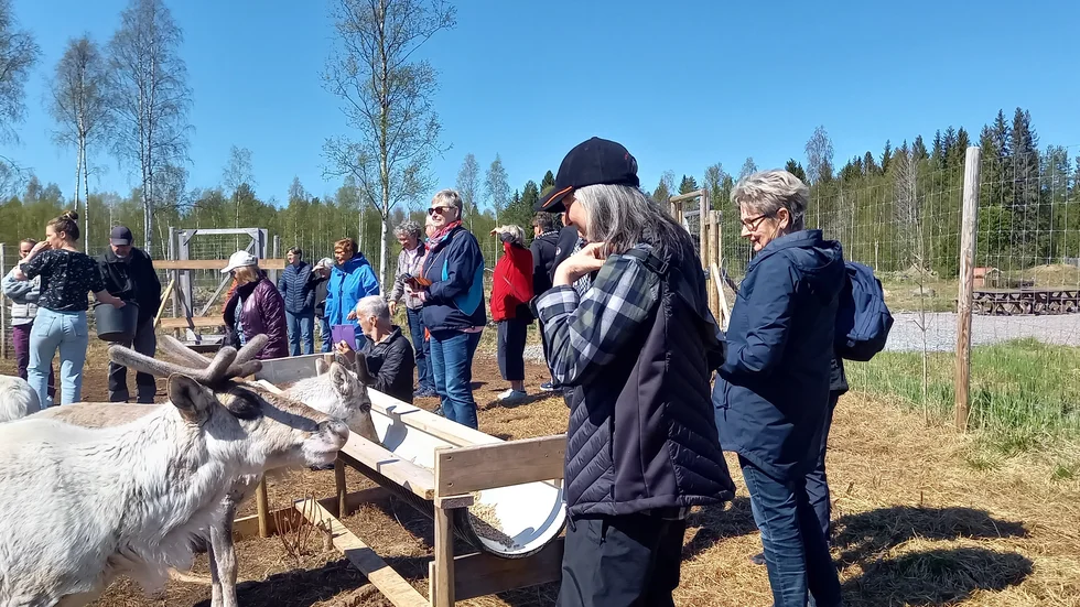 Medlemmarna fick träffa närgångna renar.