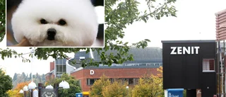 Hundars beteende lockar till studier