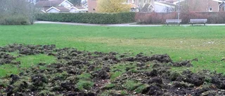 Svinen kommer allt närmare