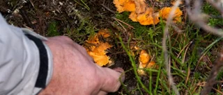 Svampfrågan: Odla kantareller