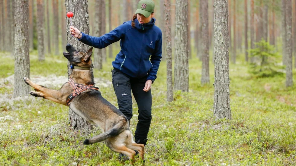 hund valp