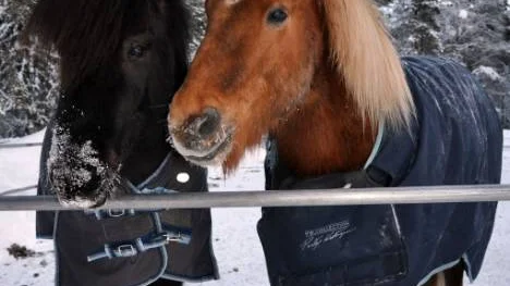 Hästarna vid Småstallarna och ridanläggningen i Gällivare är trångbodda. FOTO: Marie Ridderström