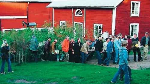 Deltagarna vid björkdragningen drar björken ända upp till farstun.