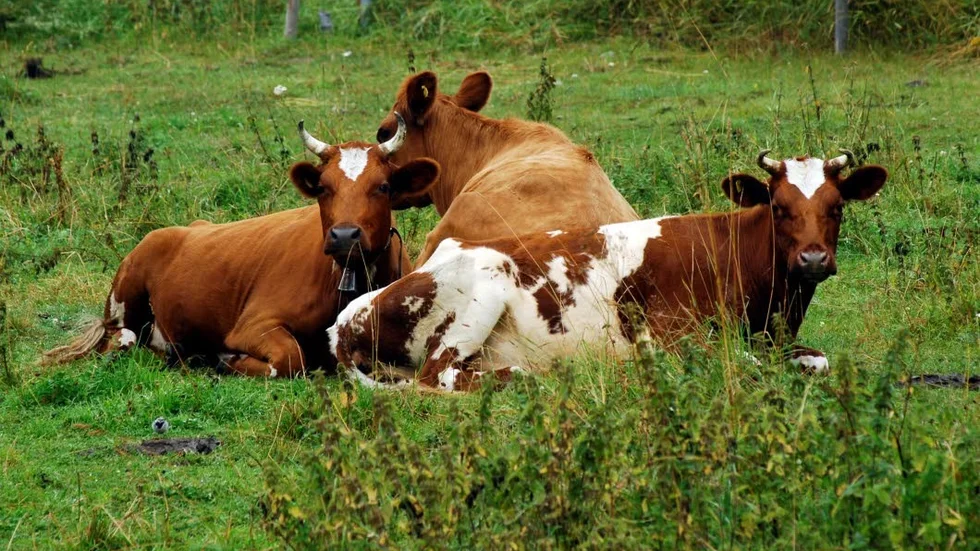 Betande djur är viktiga för våra naturbetesmarker, konstaterar skribenten.