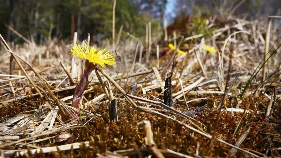 Jodå, det är på gång, både med tussilago och med vår.