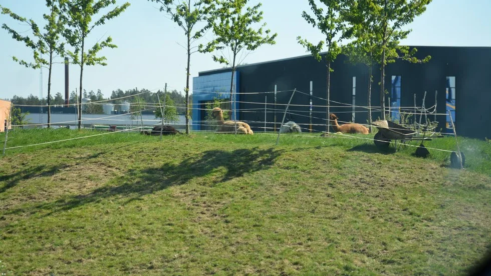 Lamadjuren vilar upp sig efter rymningen från Ceosvallen.