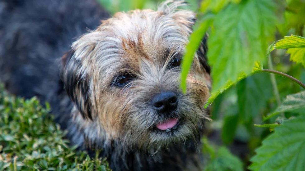 Mannen, som vårdas på Karsuddens sjukhus, förbjuds att ha djur. Hunden på bilden är inte den hund som blev knivhuggen. 