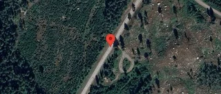 Varning för kor på vägen på väg 134