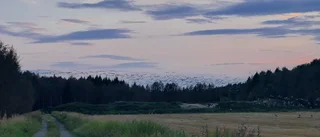 Läsarbild: Tranor vid Alviksgården