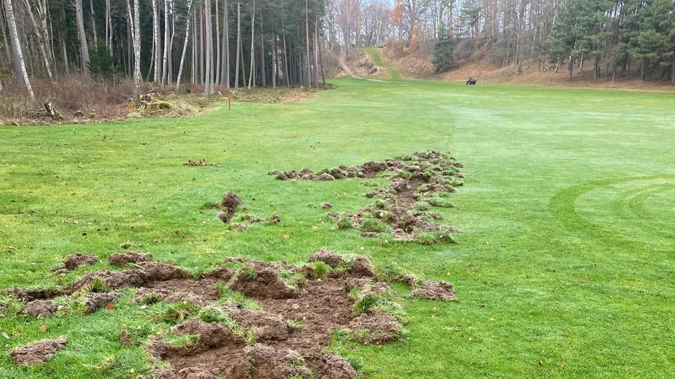 Motala golfklubb har stängt sin 18-hålsbana för säsongen och då kommer andra gäster, vildsvinen. Människors promenader ska hålla djuren borta, hoppas klubben.