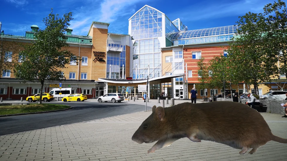 Efter Kurirens artikel 2017 förekommer råttor fortfarande på Sunderby sjukhus, och i vissa fall påverkar det besökare. (Collage)