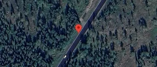 Älgar på fel sida viltstängslet på E4
