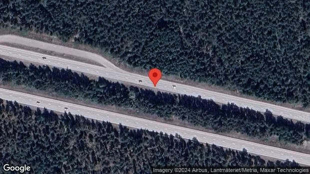 Rådjur på fel sida av viltstängslet på E18