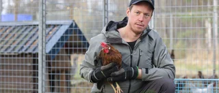 Höna hittades i container: "Det är hemskt"