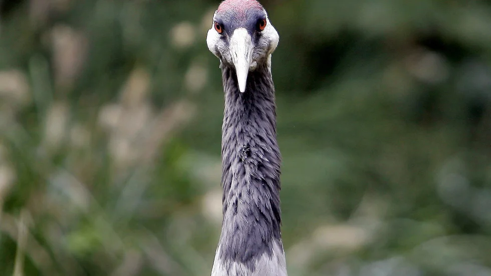 En annan trana, denna med hemvist på ett zoo i Shanghai. Arkivbild.