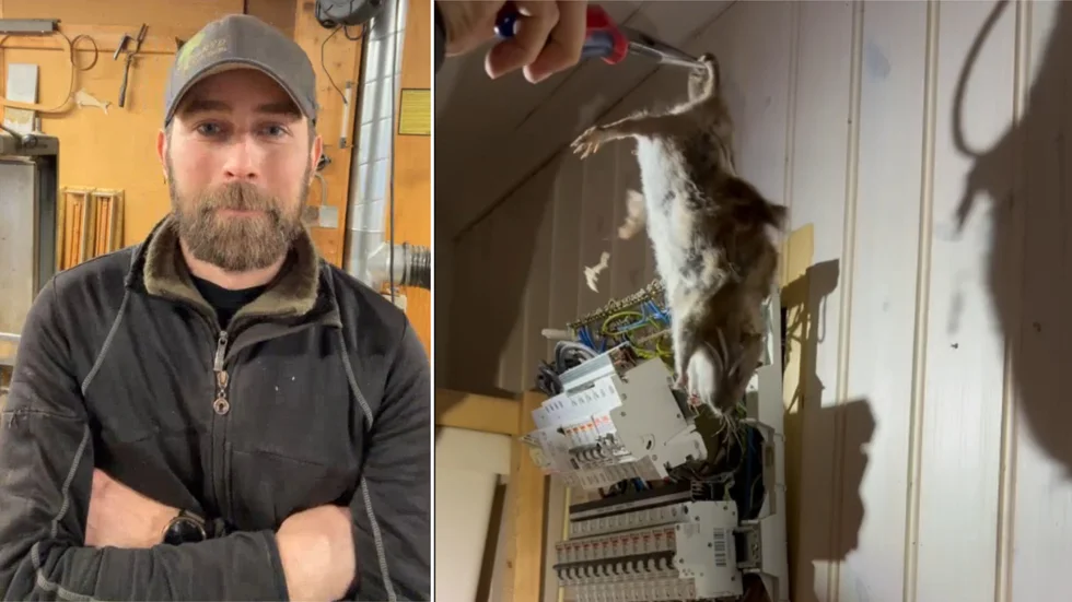 Elektrikern Mathias Hultman fick tidigare i veckan rycka ut på ett akutuppdrag. Väl på plats möttes han av den största råtta som han någonsin sett i en elcentral.