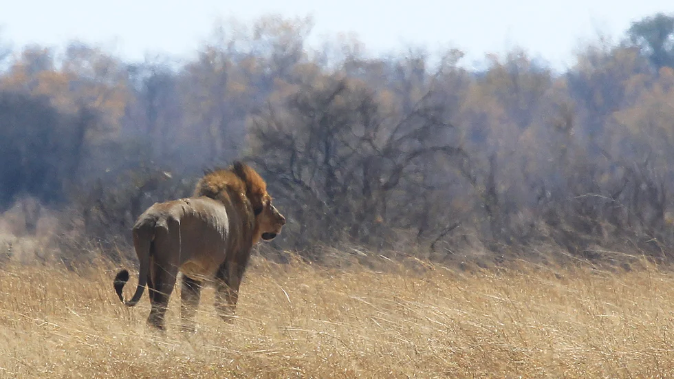 Ett lejon runt 70 mil sydväst om Zimbabwes huvudstad Harare. Arkivbild.