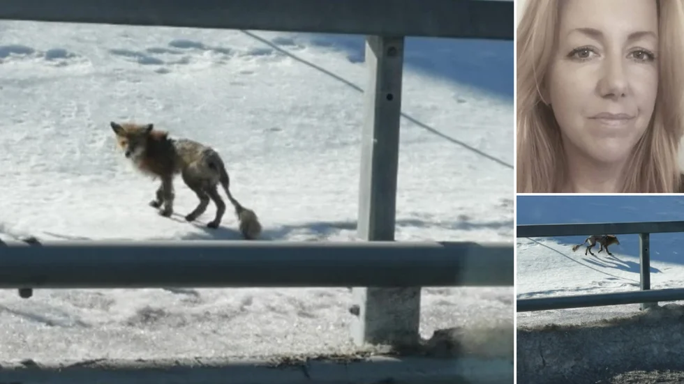 Anna Lodén fotograferade den skabbsjuka räven i Björknäs utanför Kalix. 