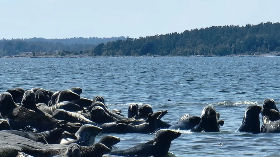 Möjligheten att syssla med småskaligt fiske vid kusten kommer att omöjliggöras, menar insändarskribenten.