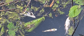 Mängder av död fisk i Enköpingsån