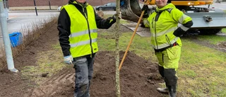 Vackert blommande träd möter kungaparet i juni